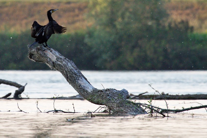 Fiume Po natura a Isola Serafini